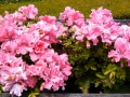 Navarro Winery flowers