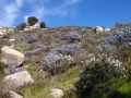 Silent_Valley_Blooms_2