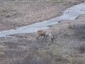 Caribou - Denali NP