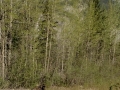 Moose - Stone Mountain Provincial Park, BC