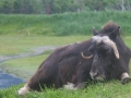 AWCC - Musk Ox