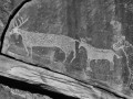 Horse Petroglyphs - Bluff, Utah