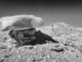 Hoodoos - Hoodoo Ridge - Bluff, Utah