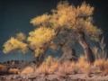 Seven Sailors Cottonwoods  - Valley of the Gods, Utah