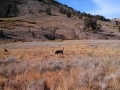 Jasmine & Pepper having fun exploring in the Sonora Pass