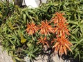 Bodega Bay - Flowers