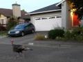 Petaluma - Suburban Turkey