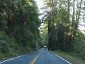 CA-128 - Navarro Redwoods