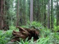 Prairie Creek Redwoods State Park