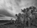 Moonlit Joshua Trees & Eastern Sierras from Cerro Gordo Road