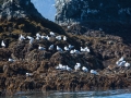 Gull Island - Glaucous Gulls