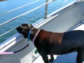 Pepper checking out the scenery & interesting smells.