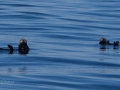 Sea Otters