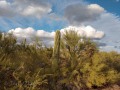 Desert Trails RV Park - Desert View