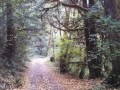 Dow Creek RV Resort Nature Trail