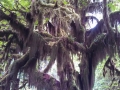 Hoh Rainforest Hall of Mosses