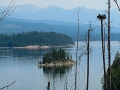Eaglets in Nest at Hungry Horse Reservoir