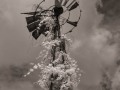 Woodvine-covered Windmill - Milo, Iowa