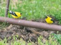 American Goldfinches