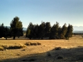 Trees and Meadow at Mojave River Forks