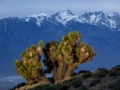 Moonlit Joshua Trees & Eastern Sierras from Cerro Gordo Road
