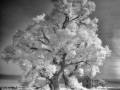 Ardel - Farmhouse & Cottonwoods - b/w