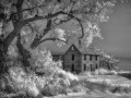 Ardel - Farmhouse & Cottonwoods - b/w