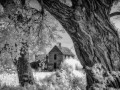 Ardel - Farmhouse & Cottonwoods - b/w
