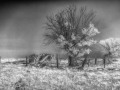 Hasty - Stone Corral & Shed - b/w