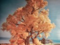 Ardell - Farmhouse & Cottonwoods
