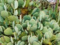 Saddleback RV Park - Cacti