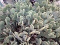 Saddleback RV Park - Cacti